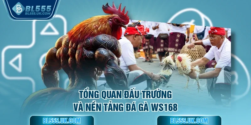 Tổng quan đấu trường và nền tảng đá gà WS168